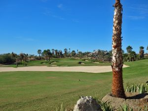 Cabo Del Sol (Ocean) 12th Palm Tree